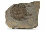 Spiny Selenopeltis Trilobite - Erfoud, Morocco #286572-1